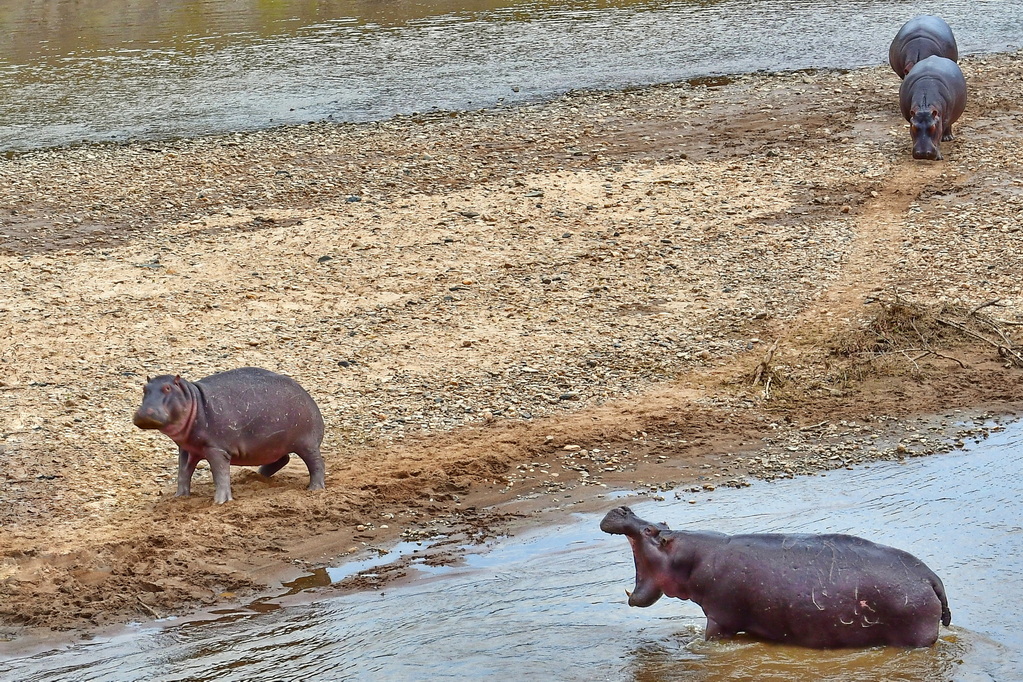 Masai Mara Nat. Reserve